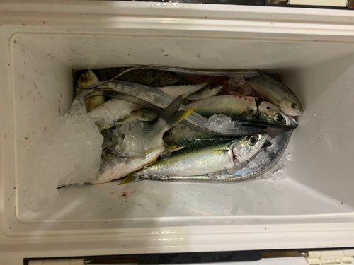 サバの釣果