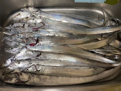 タチウオの釣果