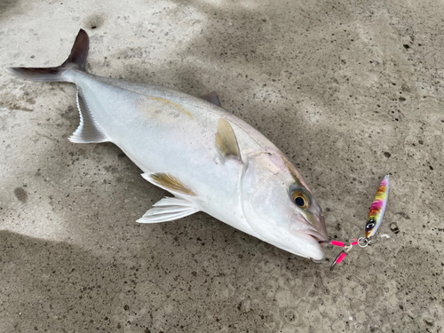 シオの釣果