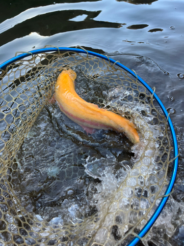 トラウトの釣果