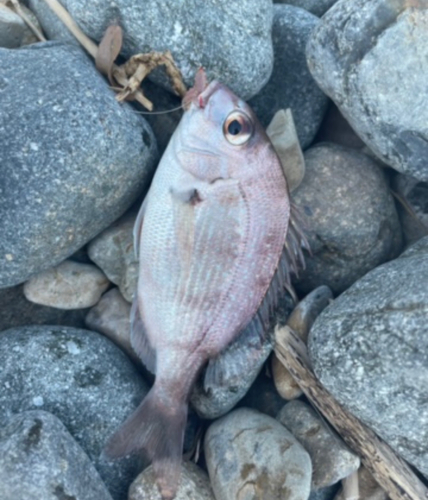 チャリコの釣果