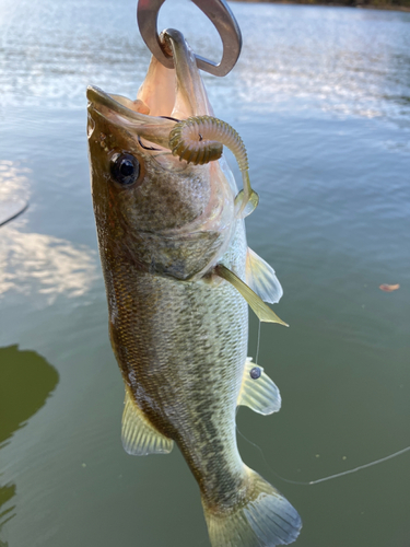 ラージマウスバスの釣果