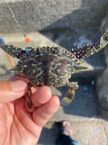 タイワンガザミの釣果