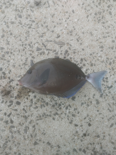 ニザダイの釣果