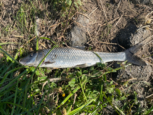 ブルーギルの釣果