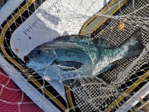 クチブトグレの釣果