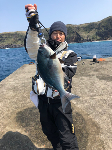 メジナの釣果