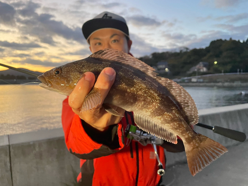 アイナメの釣果