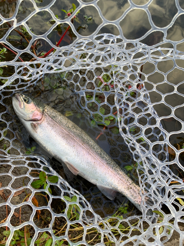 ニジマスの釣果