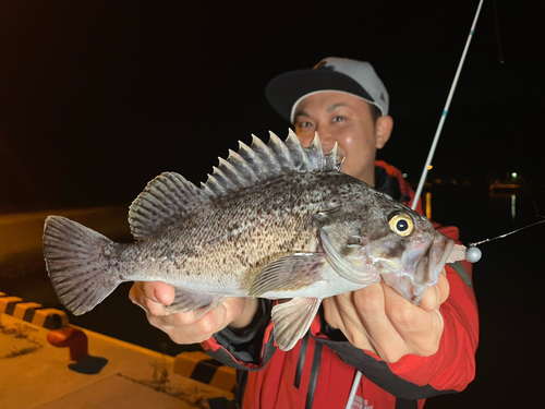 クロソイの釣果