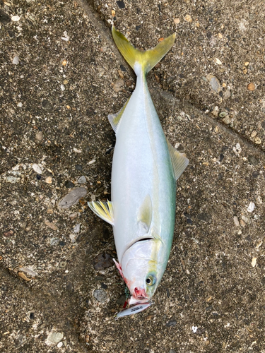 イナダの釣果