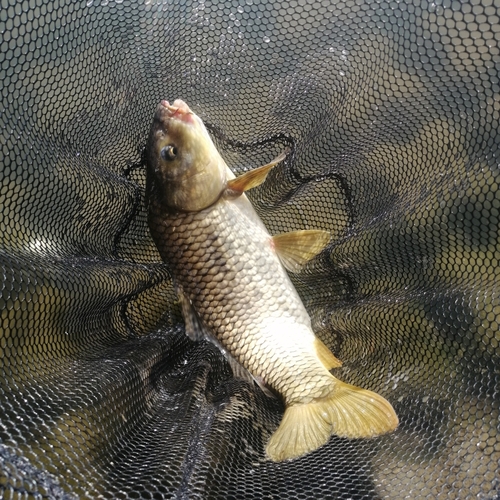 コイの釣果