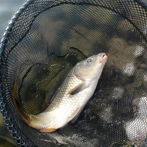 コイの釣果