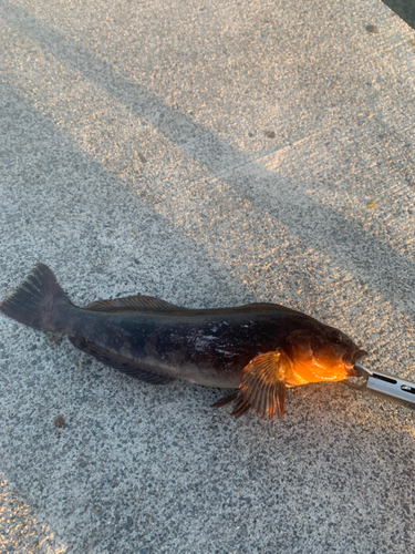 アイナメの釣果