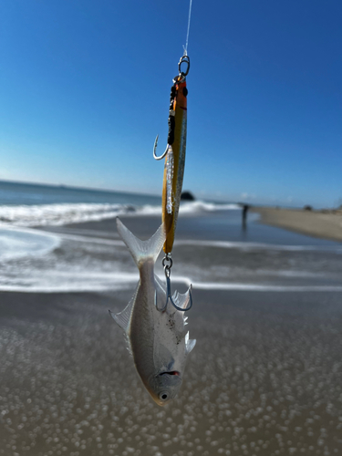 メッキの釣果