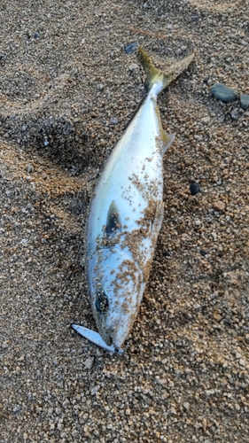 ヤズの釣果