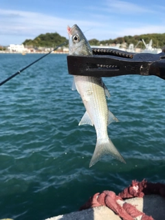 ボラの釣果