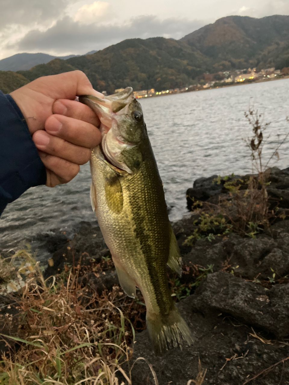 ブラックバス