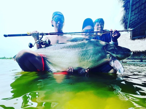 メコンオオナマズの釣果