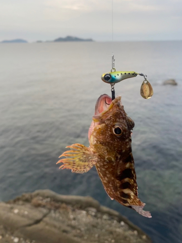 アラカブの釣果