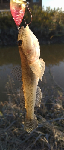 ハゼの釣果