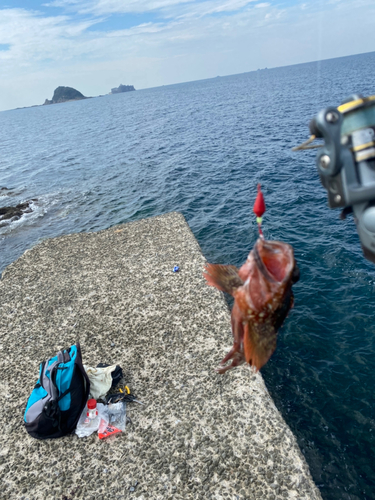 アラカブの釣果