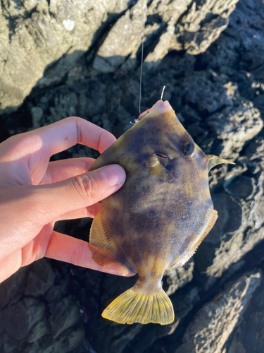 カワハギの釣果