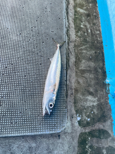 サバの釣果