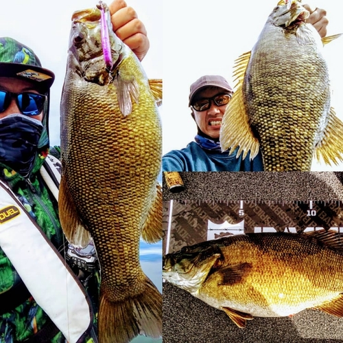 スモールマウスバスの釣果