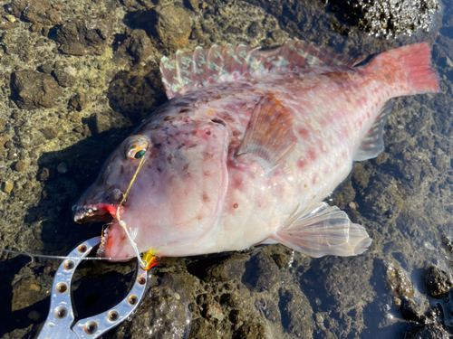 ブダイの釣果