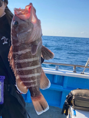 マハタの釣果