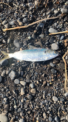 コノシロの釣果