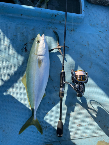 ヤズの釣果