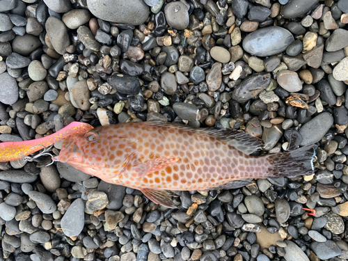 オオモンハタの釣果