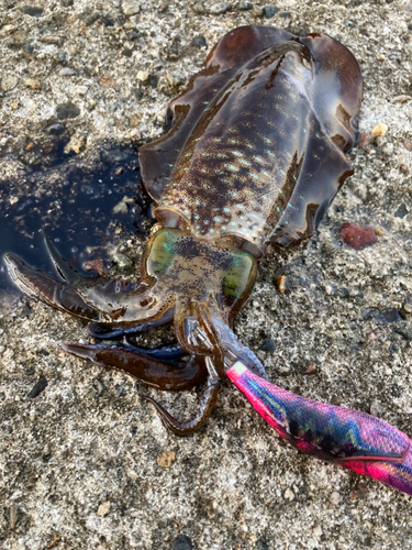 アオリイカの釣果