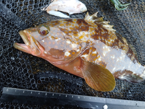 キジハタの釣果