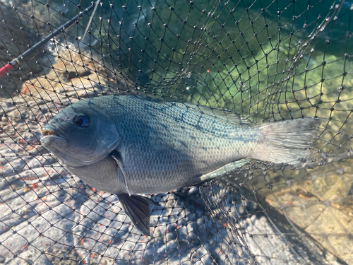 クチブトグレの釣果