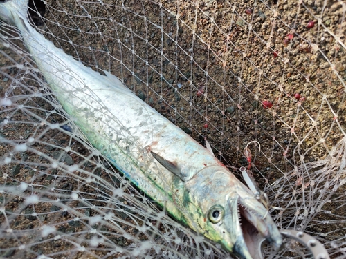 サゴシの釣果