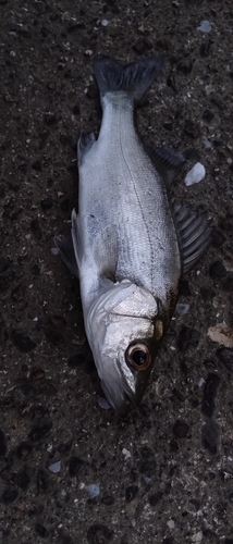 セイゴ（ヒラスズキ）の釣果