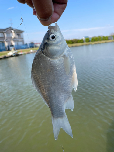 ヘラブナの釣果