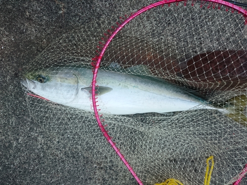 メジロの釣果