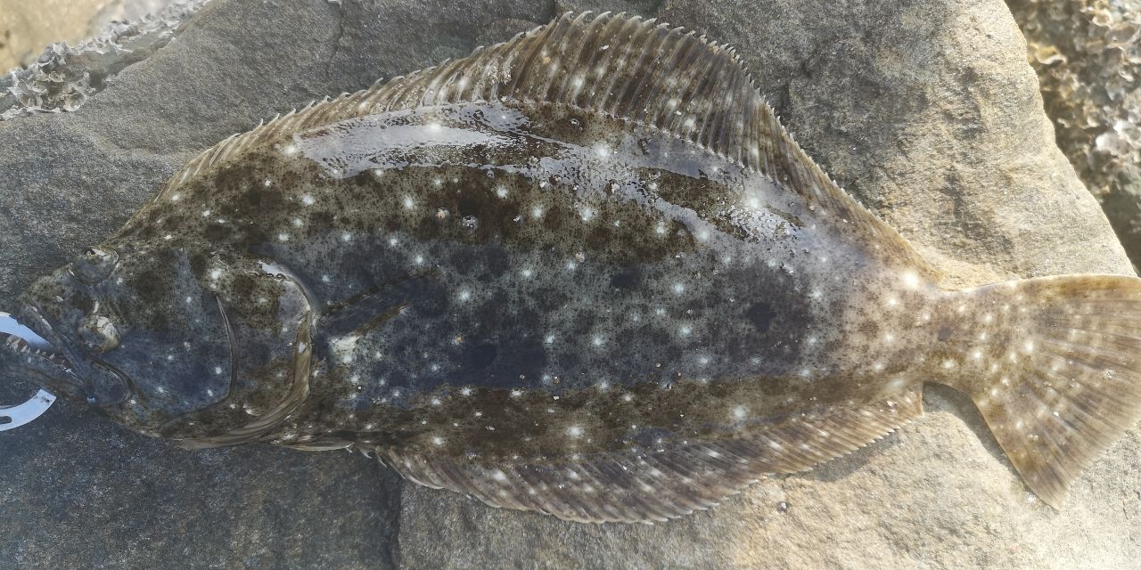 ヒラメ