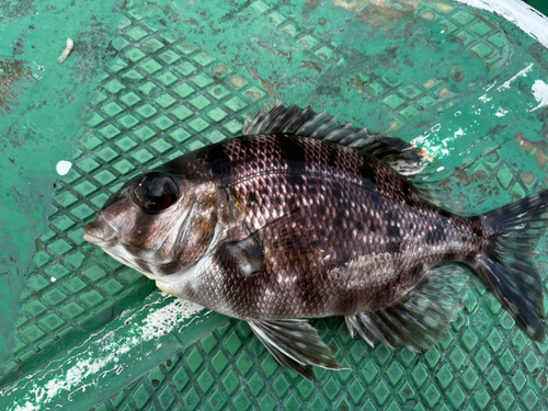 メイチダイの釣果