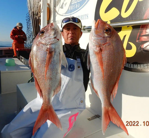 マダイの釣果