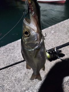 セイゴ（ヒラスズキ）の釣果