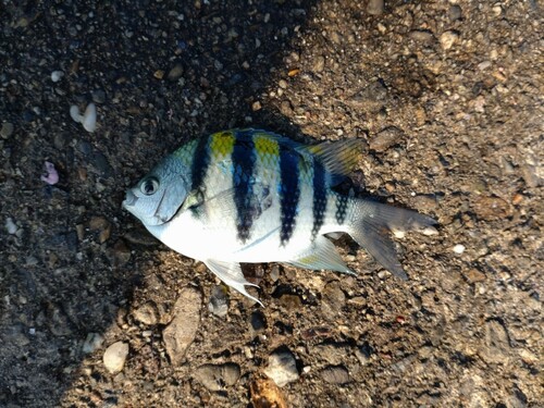 オヤビッチャの釣果