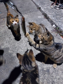 カマスの釣果