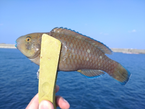 アオブダイの釣果