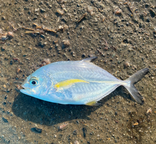 カスミアジの釣果