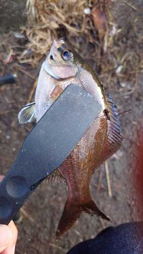 ウミタナゴの釣果